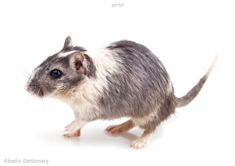 gerbil