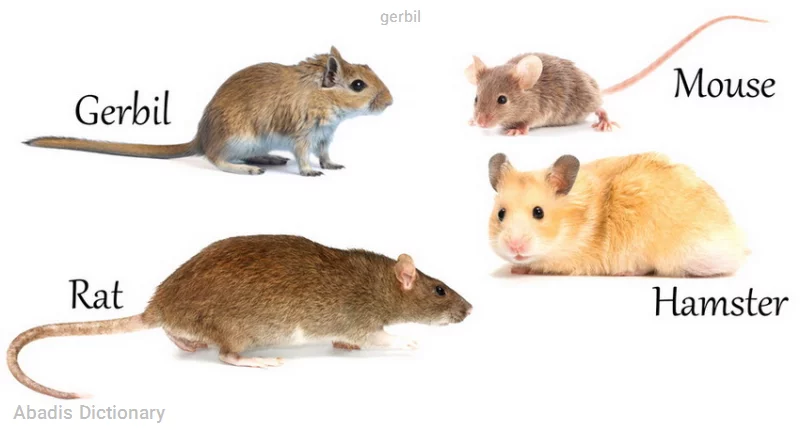 gerbil