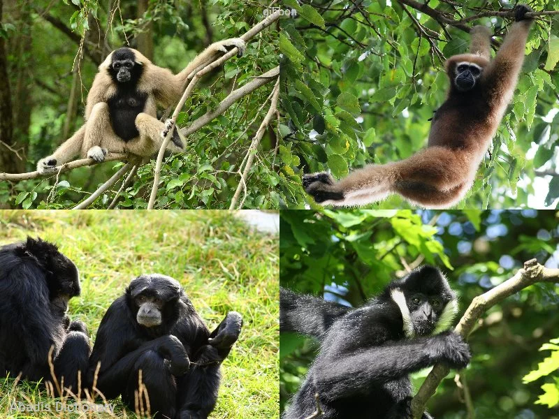 gibbon