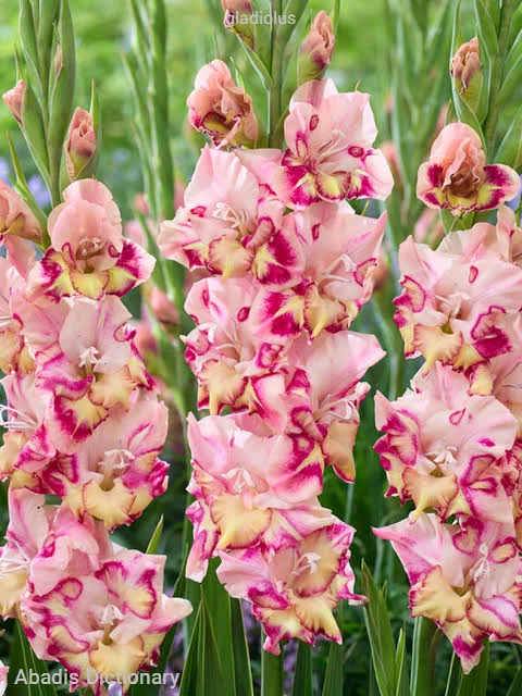 gladiolus