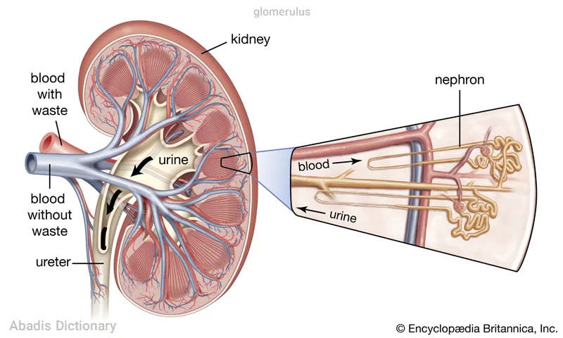 glomerulus
