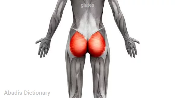 glutes