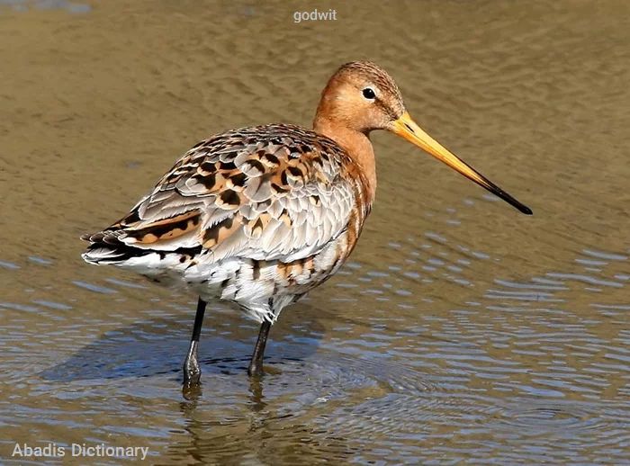 godwit