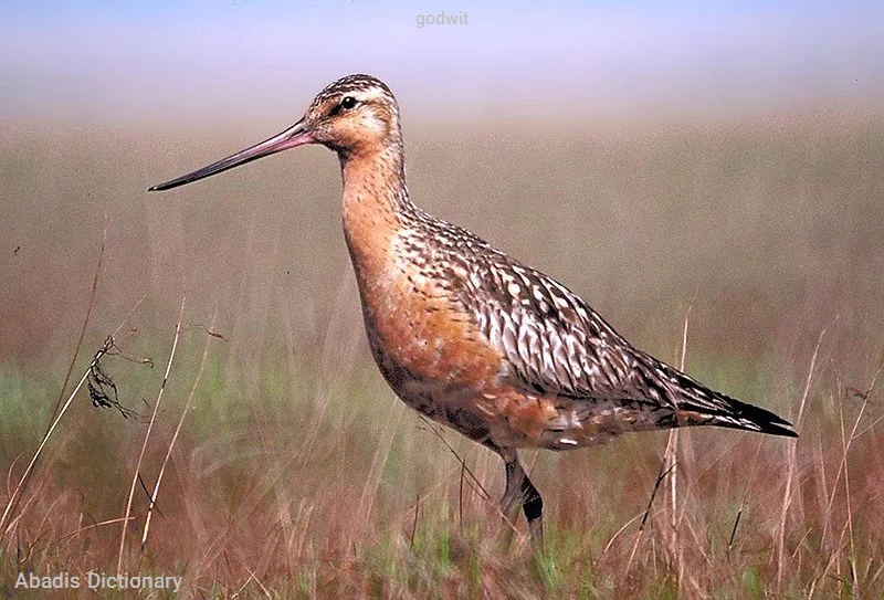 godwit