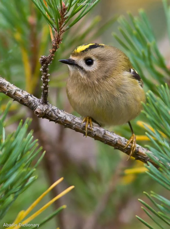 goldcrest