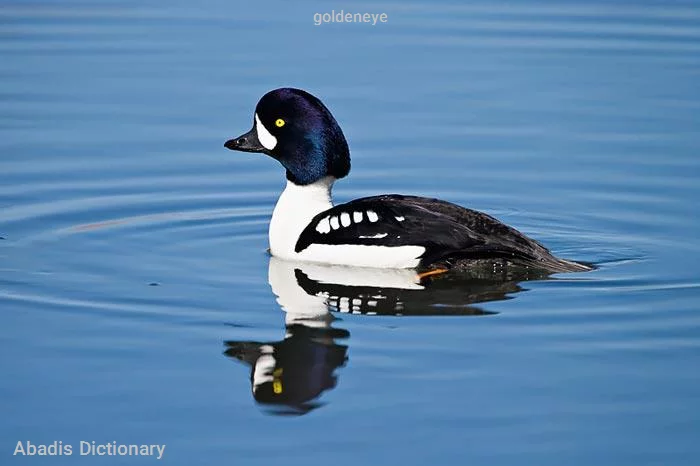 goldeneye