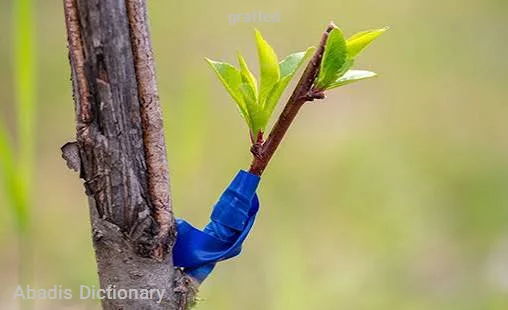 grafted
