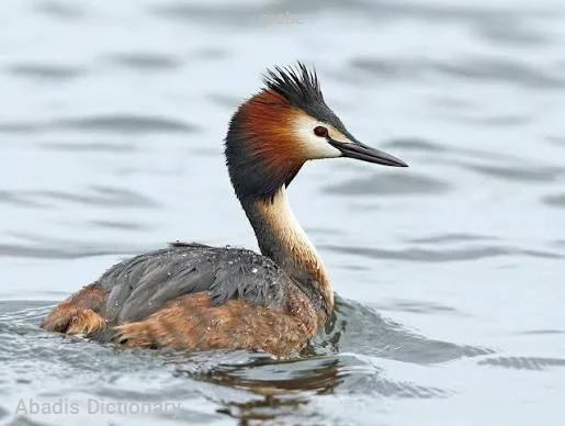 grebe