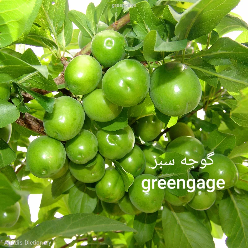 greengage