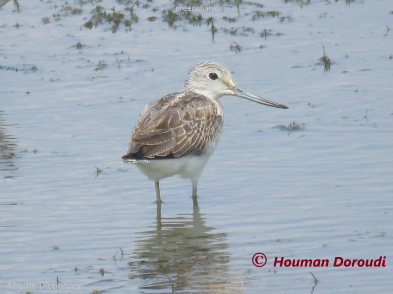 greenshank