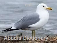 gull