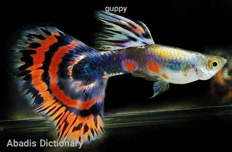 guppy