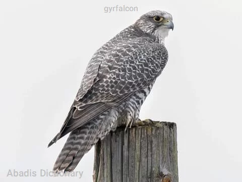 gyrfalcon