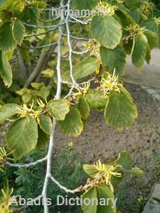 hamamelis