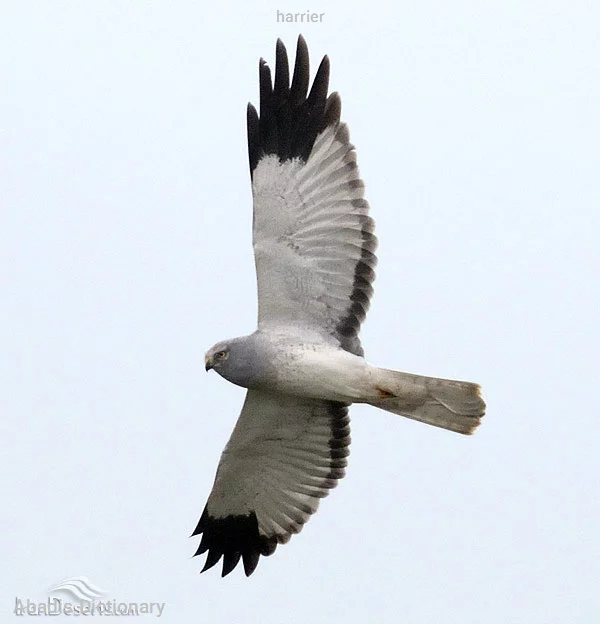 harrier