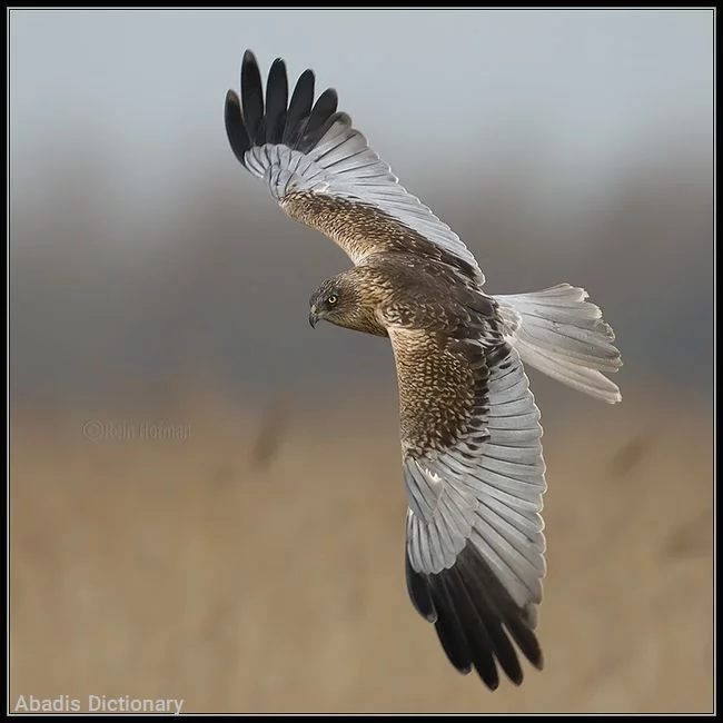 harrier