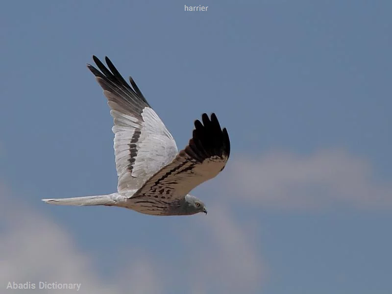 harrier