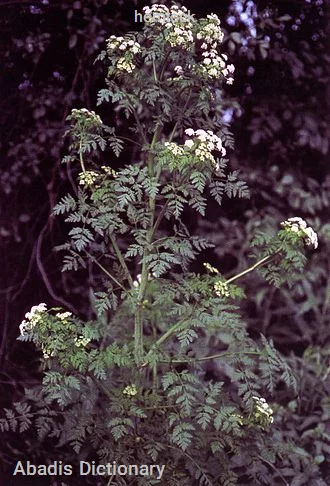 hemlock