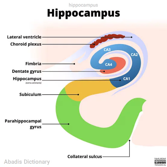 hippocampus