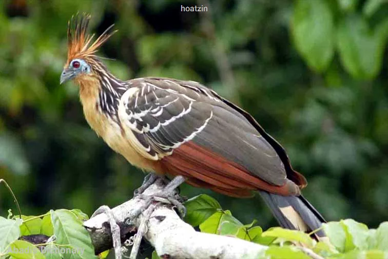 hoatzin