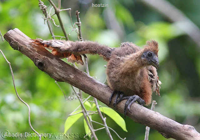 hoatzin
