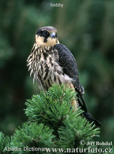 hobby