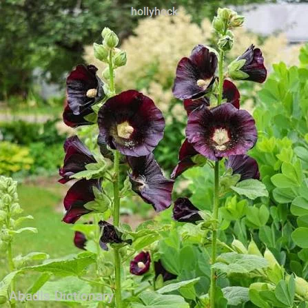 hollyhock