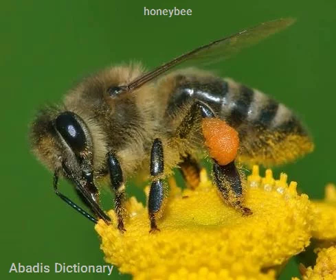 honeybee