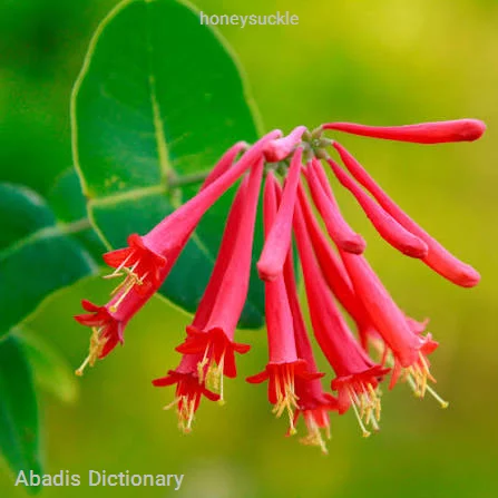honeysuckle