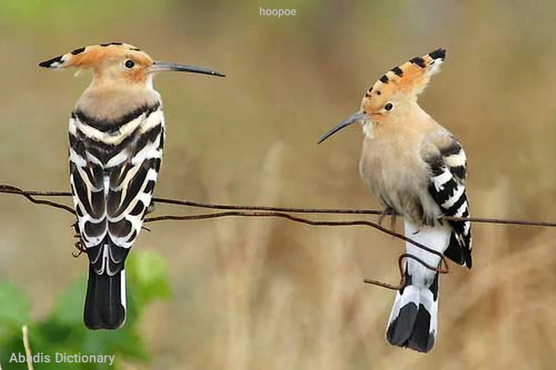 hoopoe