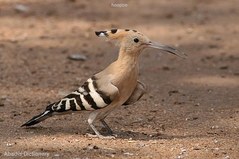 hoopoe