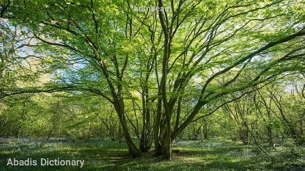 hornbeam