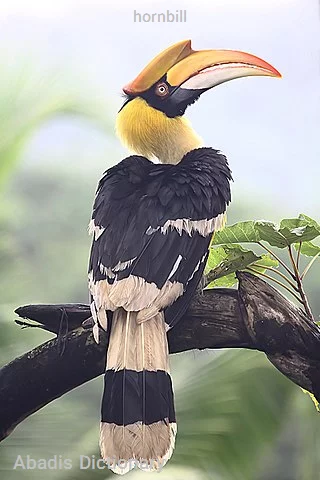 hornbill