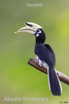 hornbill