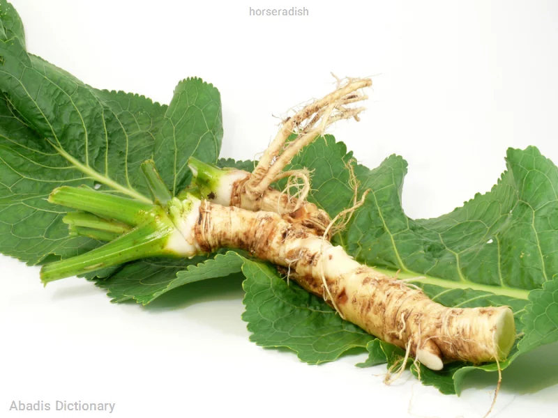 horseradish