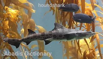 houndshark