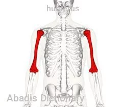 humerus