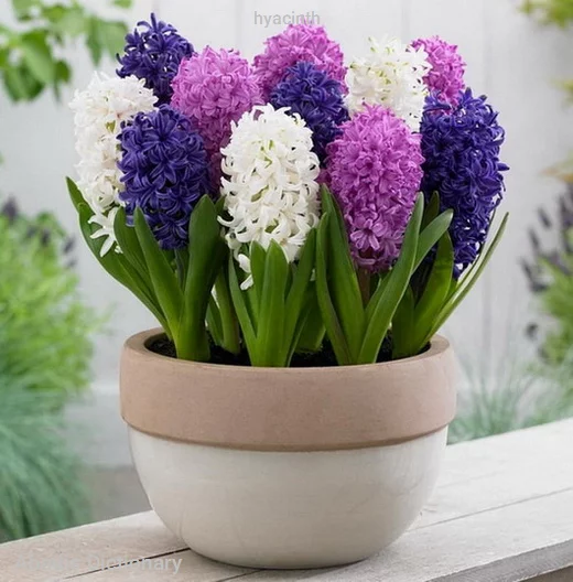 hyacinth