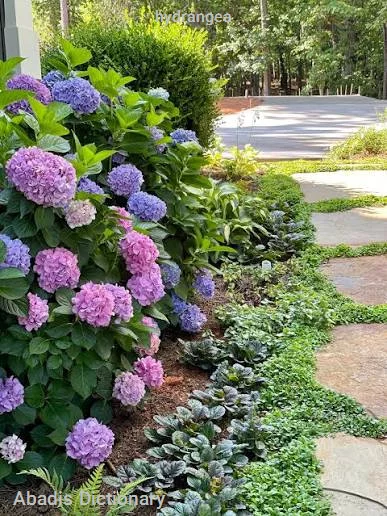 hydrangea