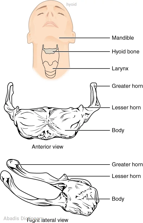 hyoid