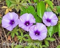 ipomoea