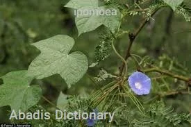 ipomoea