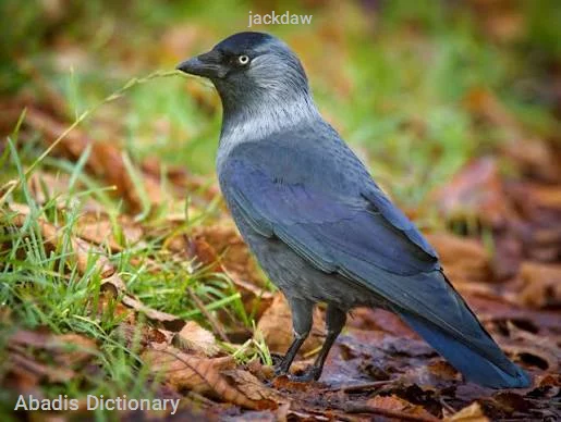 jackdaw