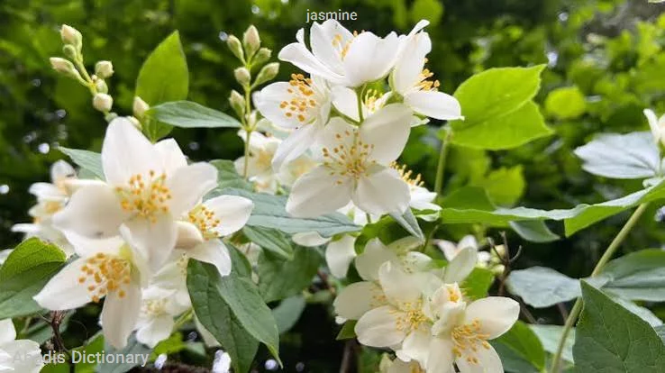 jasmine