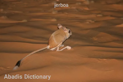 jerboa