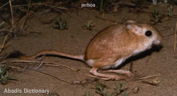 jerboa