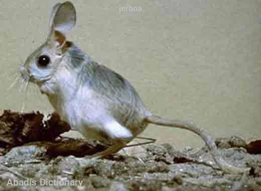 jerboa