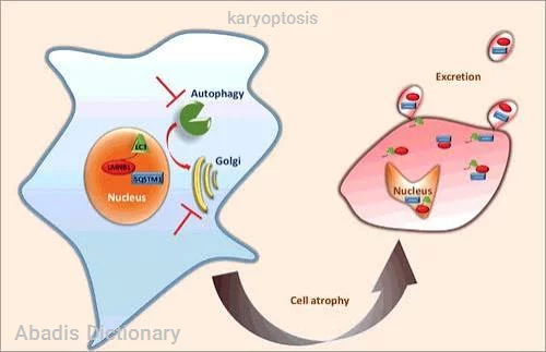 karyoptosis