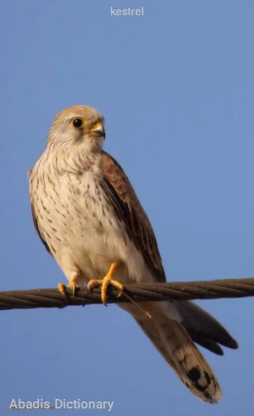 kestrel