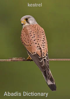 kestrel